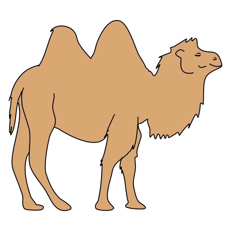 camel
