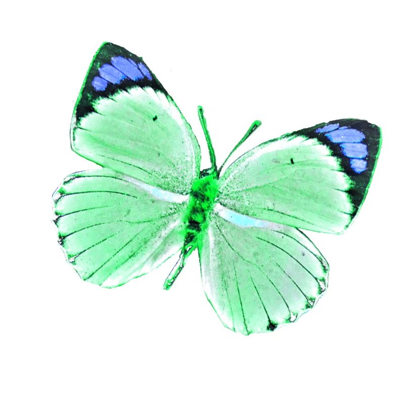 Papillon - nuances de vert vert bleu uni