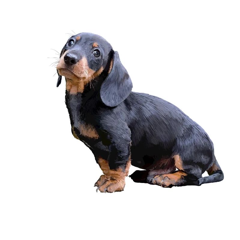 Dackel