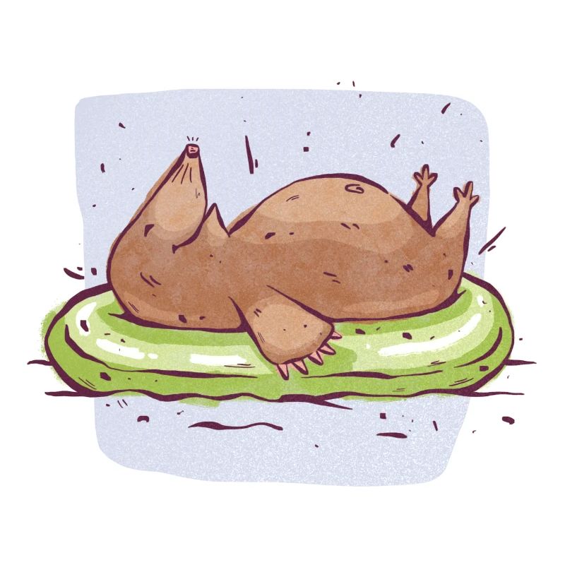 Mole Auf Wasser
