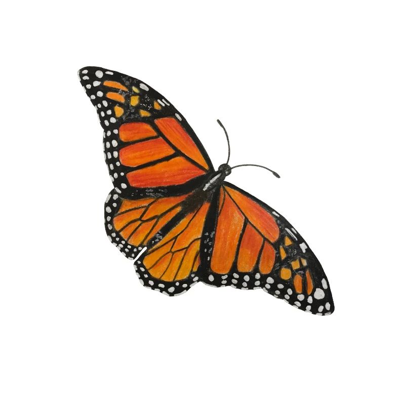 Papillon Monarque Papillon Entomologiste Errant Fold