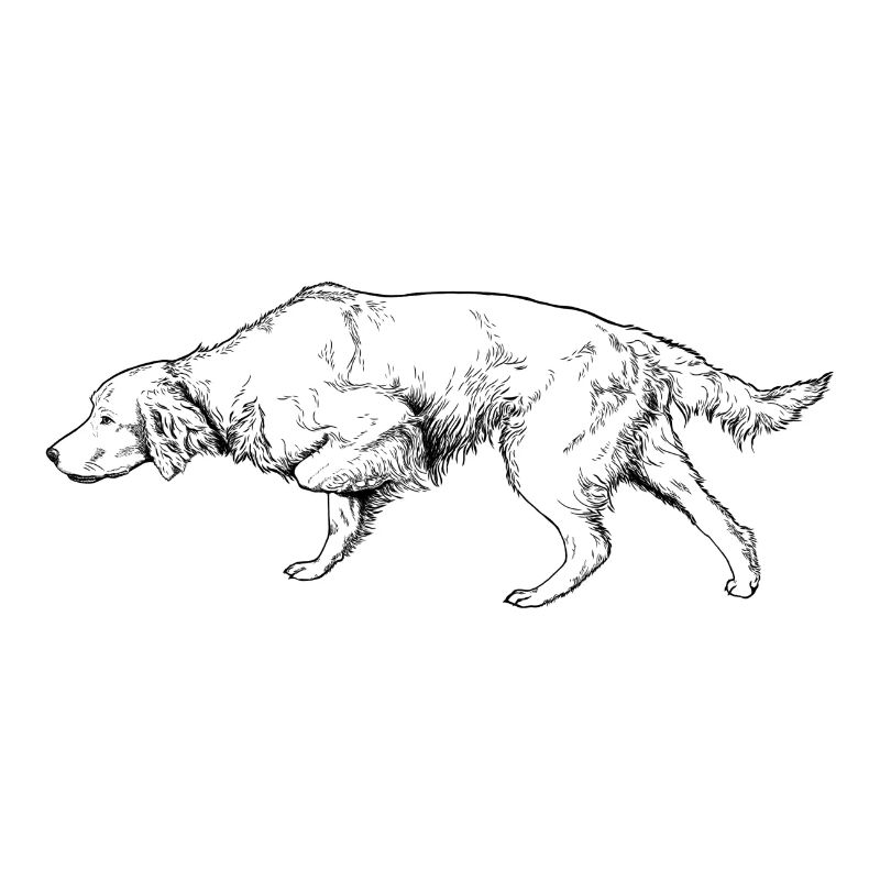 Setter above