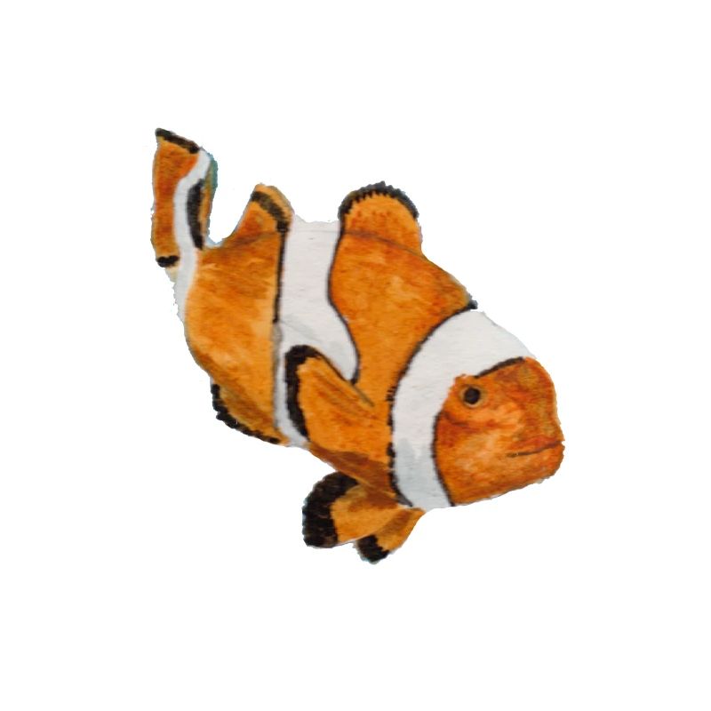 Clownfisch