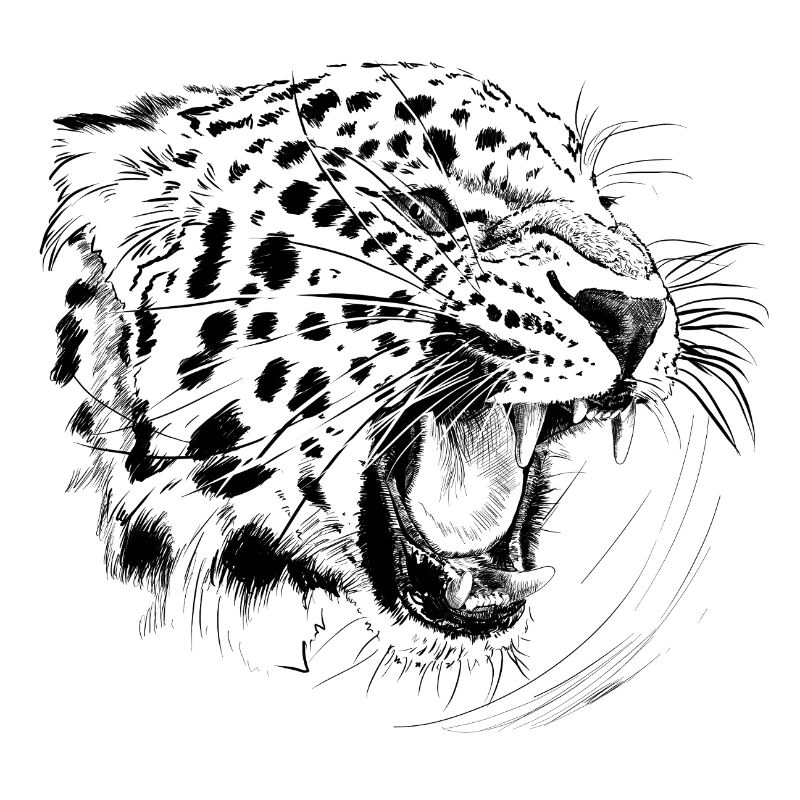 Léopard