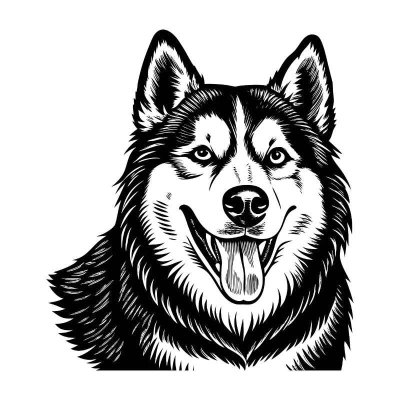 Sibirischer Husky