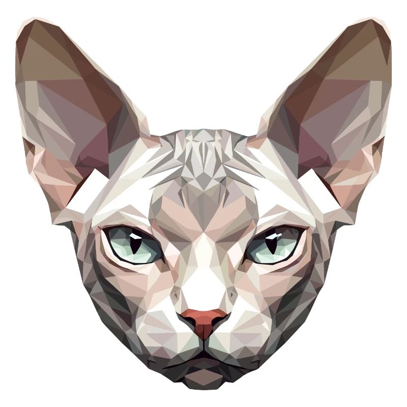 Sphynx Chat Sphynx Chat Chat Canadien Sphinx mignon