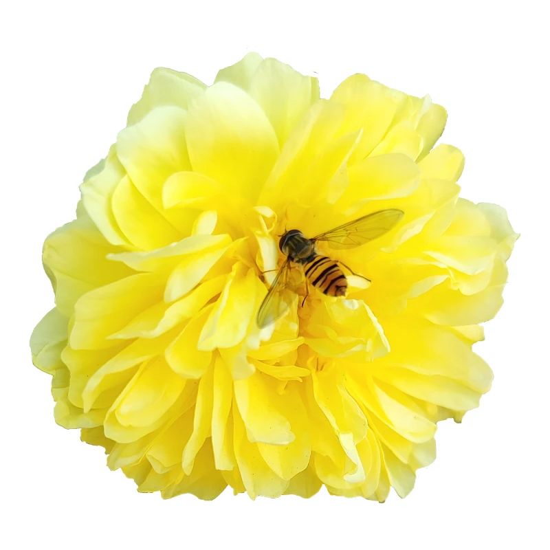 Yellow_Rose_-_Bee_Nature_Photography