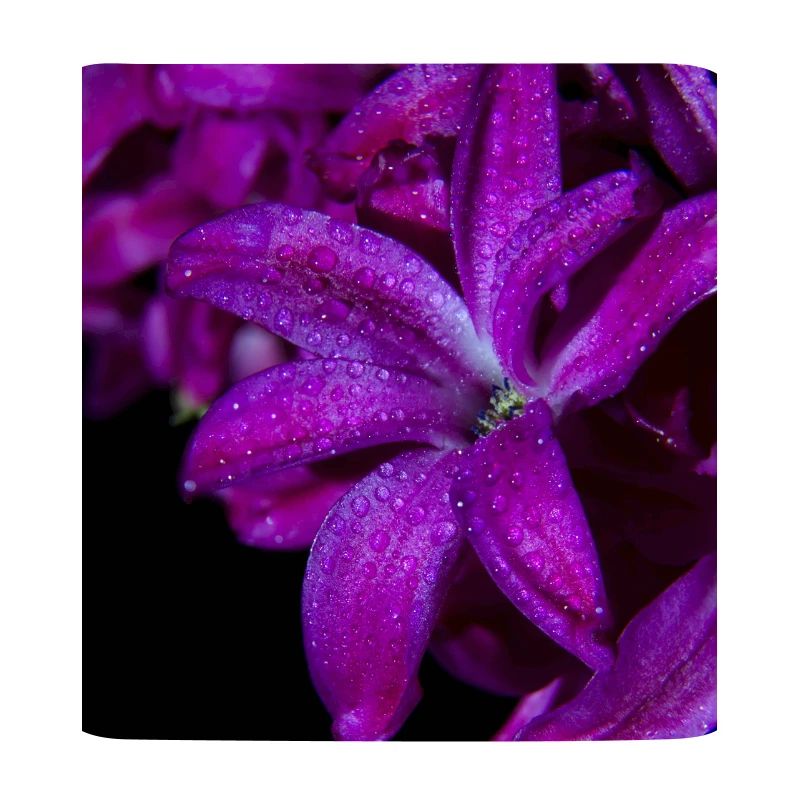 Jacinthe de fleur pourpre