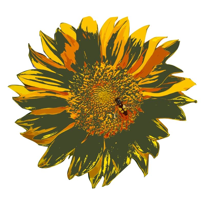 sonnenblume