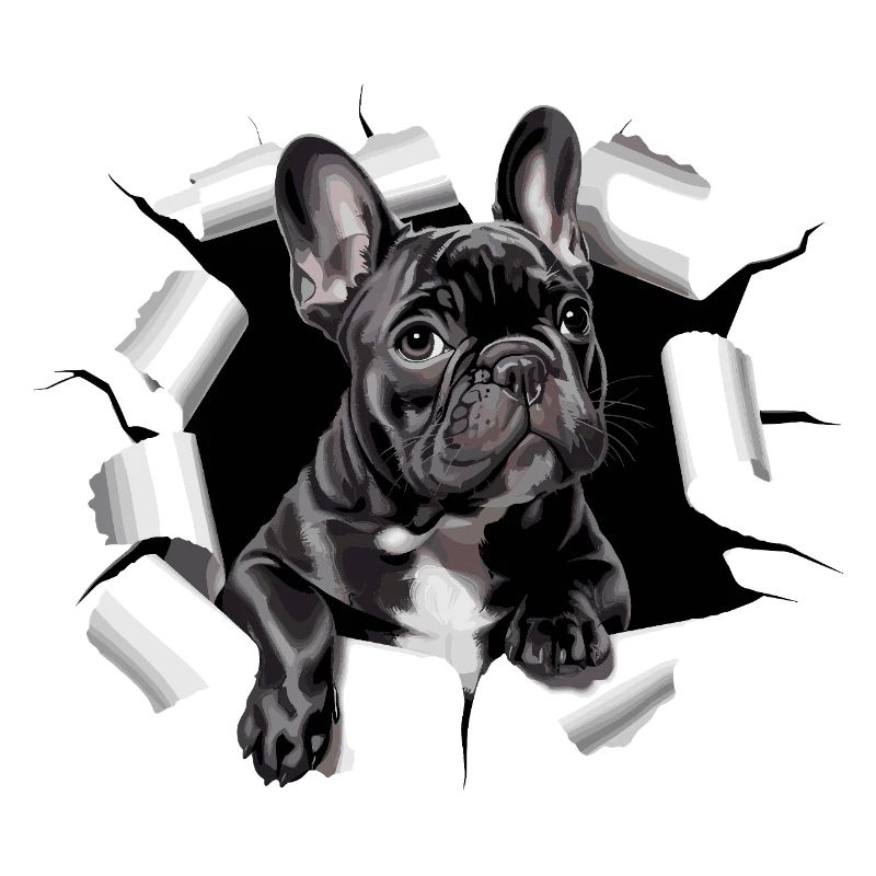 Chiot bouledogue français perce la percée