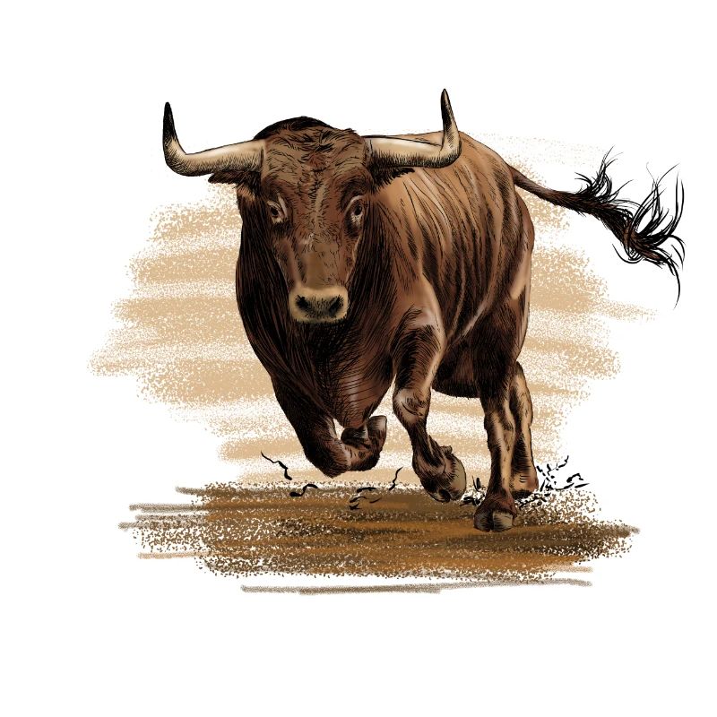 Stier