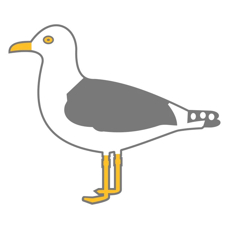 Silbermöwe