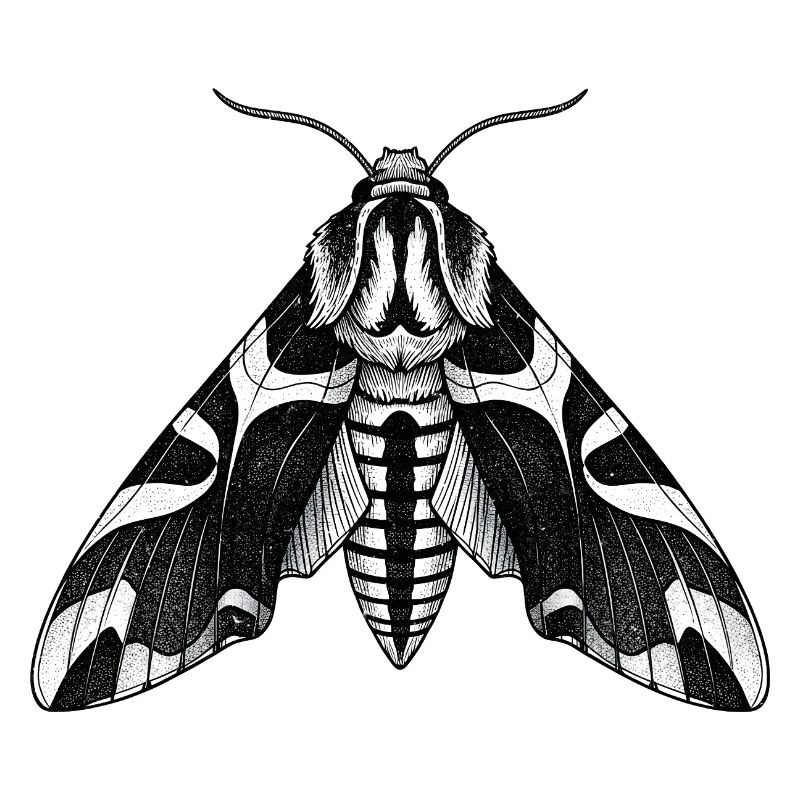 Moth Shadow Pattern Moth Black Moth