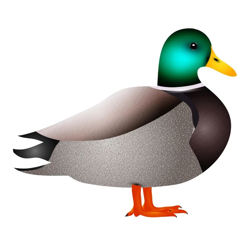 handgezeichnete männliche Ente Erpel oder Enterich