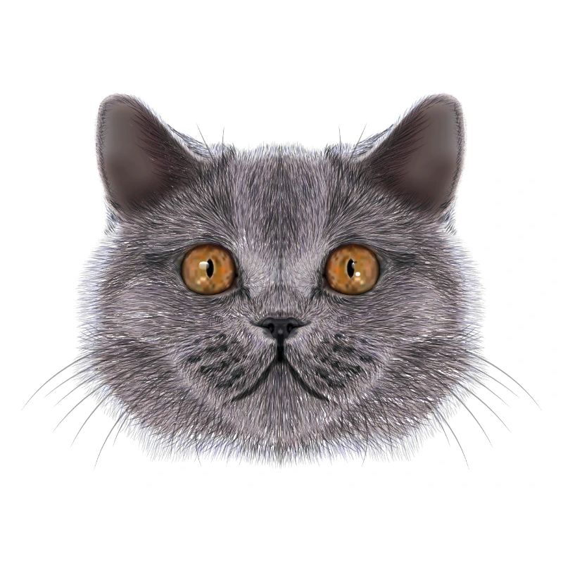 Britisch-Kurzhaar-Katze 