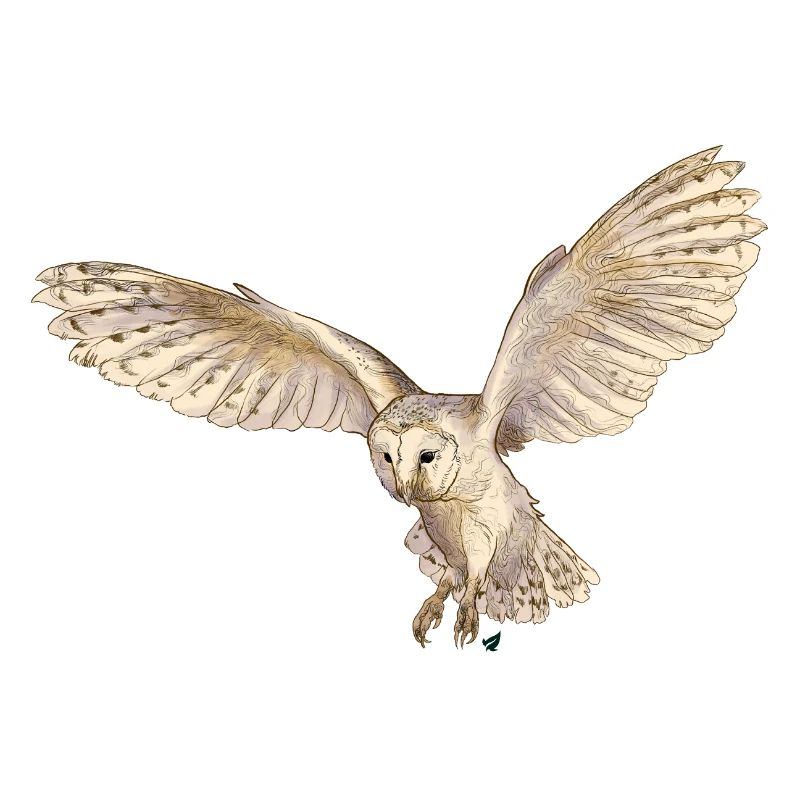 Wunderschöne Schleiereule im Flug