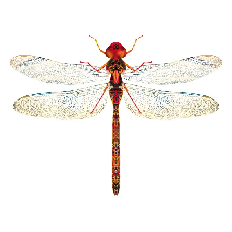Libelle farbenfroh