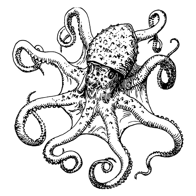 squid giant octopus octopus octopus squid sepia fish
