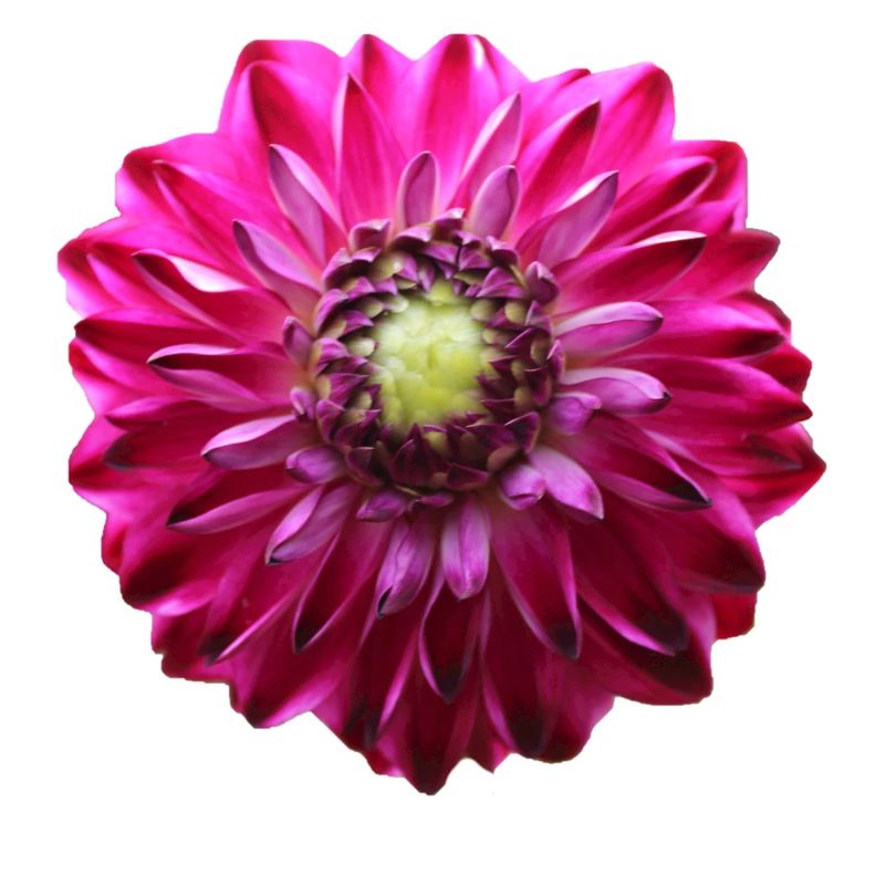 Fleur Rose Rose Fleur Fleurs Rose Rose Fleurs