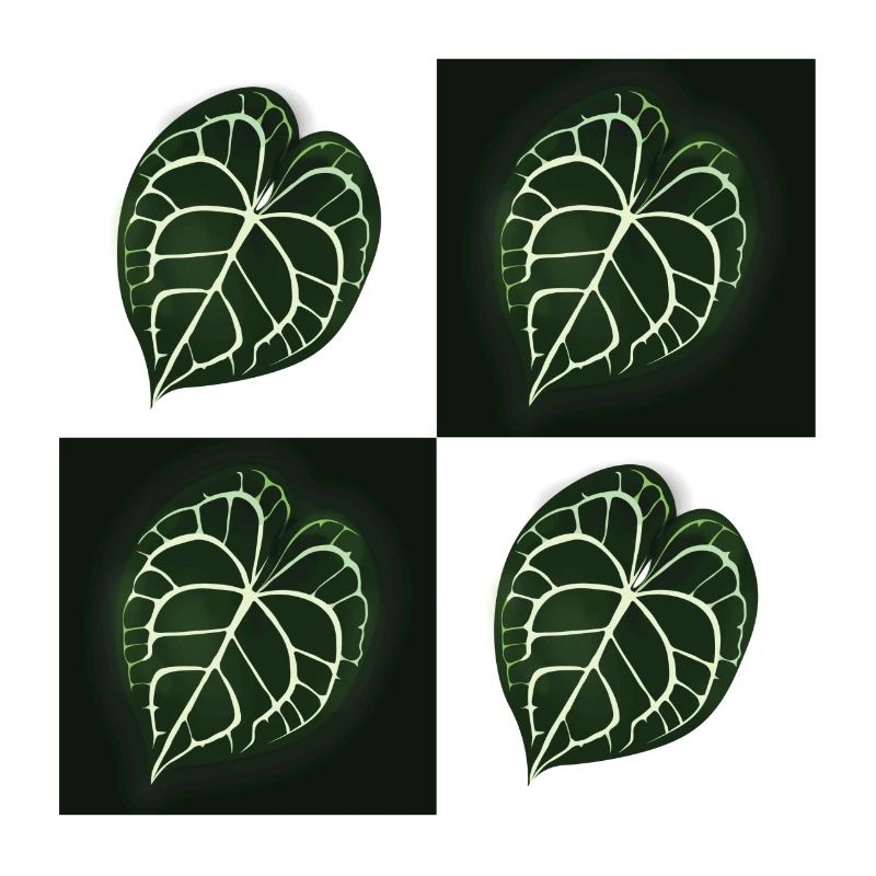 Anthurium Clarinervium