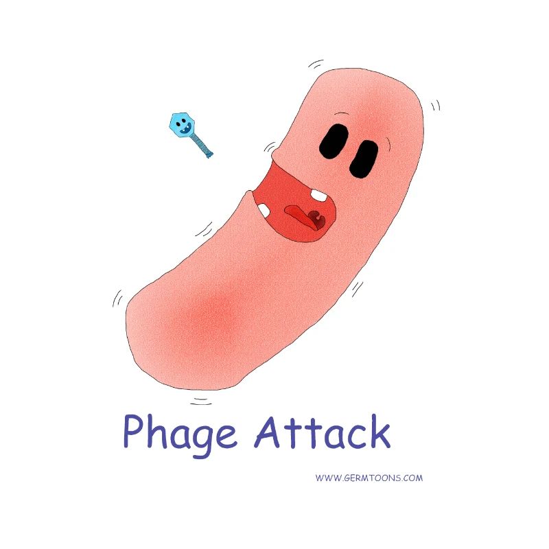 Attaque du phage - Bactéries et bactériophages