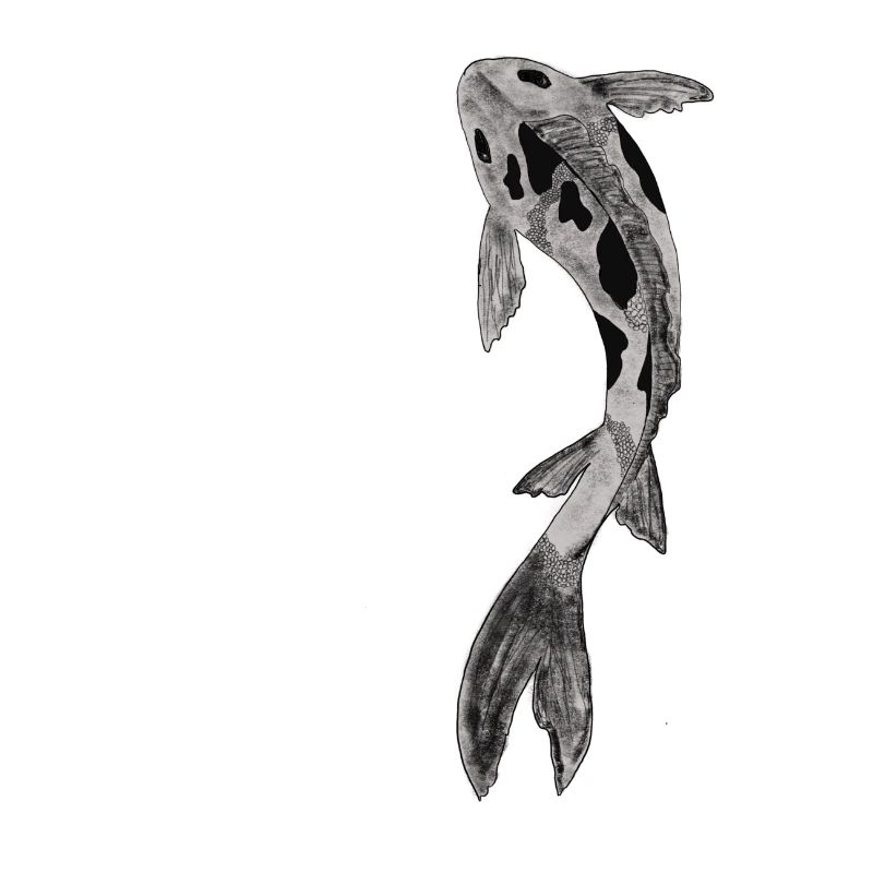 Koi Silhouette auf Schwarz