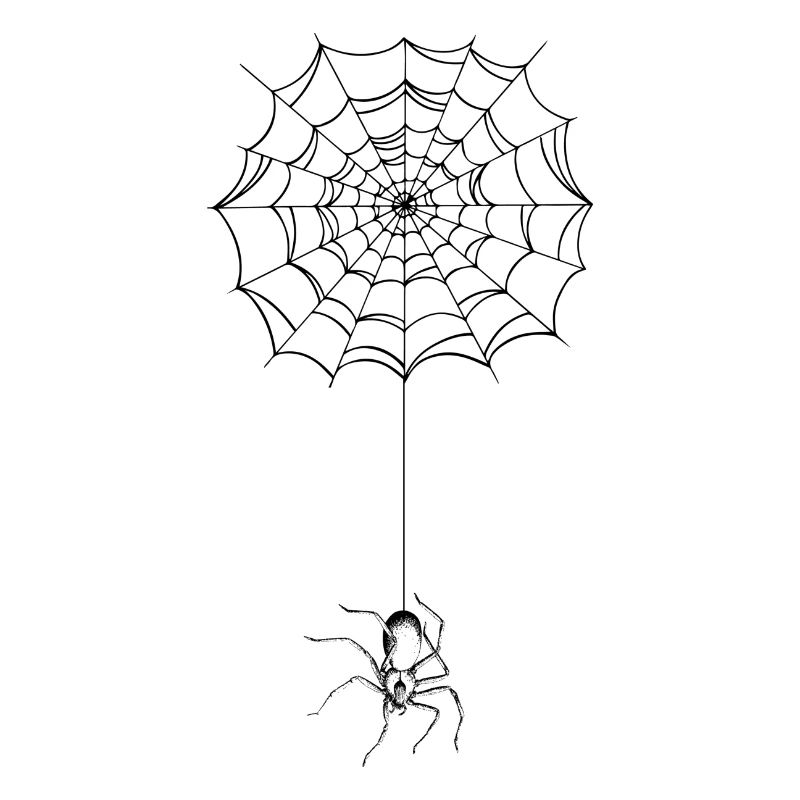 Spider - spider web - spider