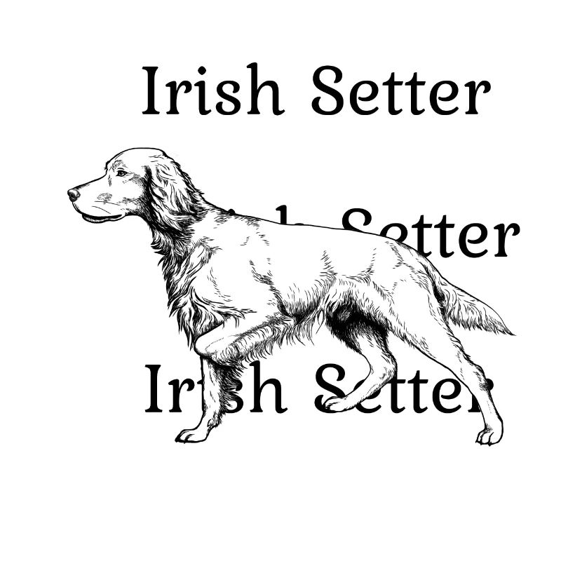 Irish Setter above