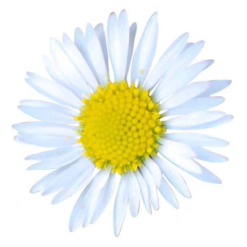 Gänseblümchen