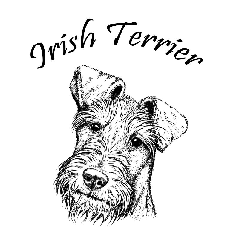 Irish Terrier Portrait