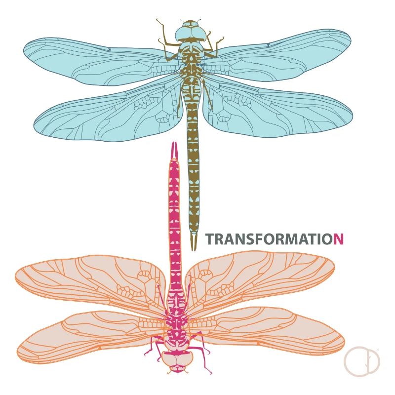 Libellules et transformation par CD