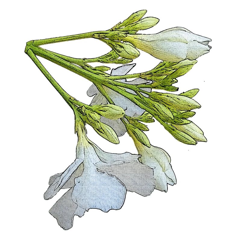 olianderblume, blütenzweig, Geschenkidee frau
