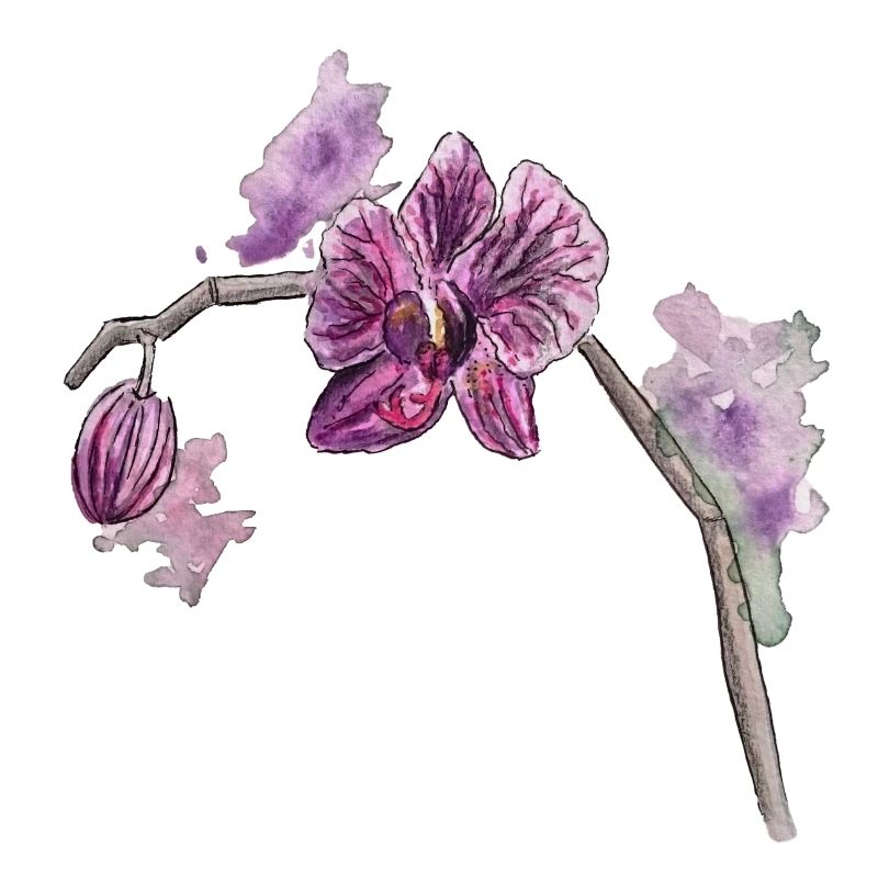 Orchidee - Pflanze - Blume