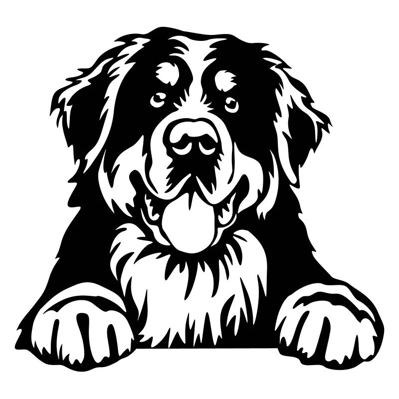 Berner Sennenhund Kopf