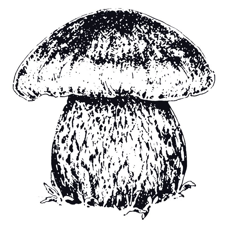 STEINPILZ