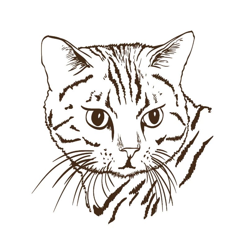 Katze