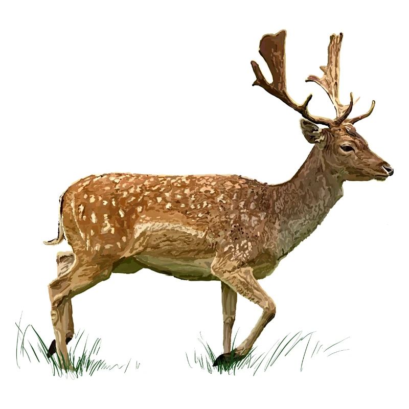 Cerfs dans la forêt d’herbe