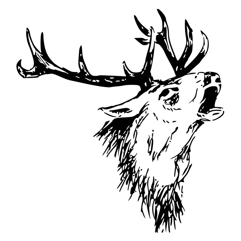 Hirsch