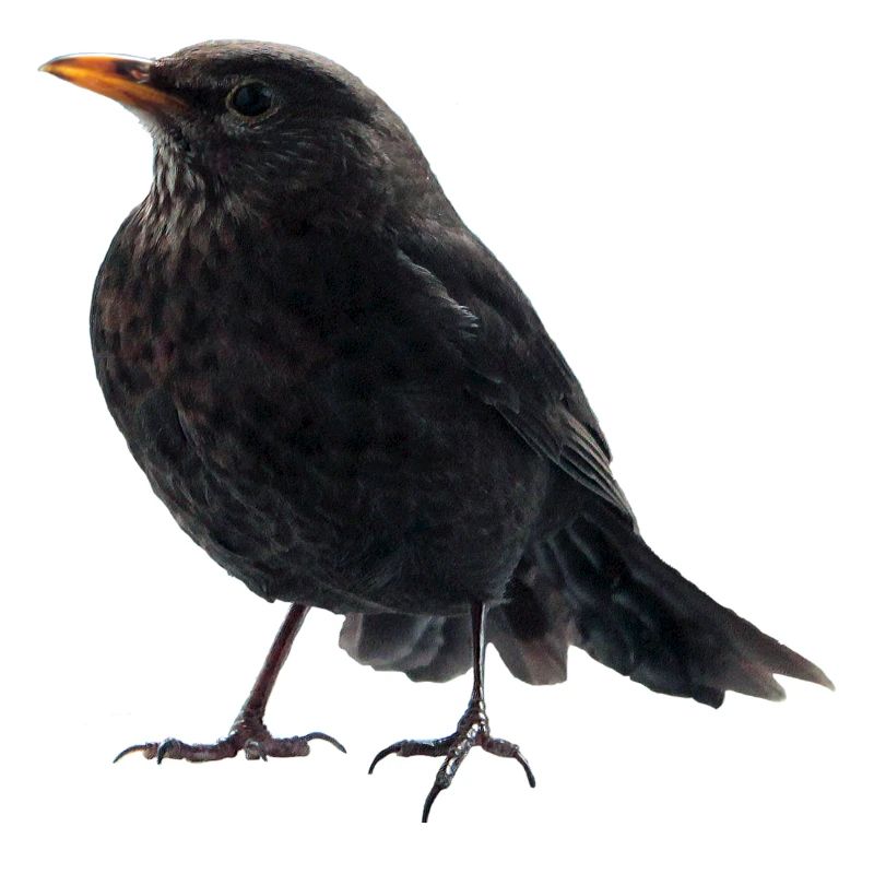 Amsel Drossel