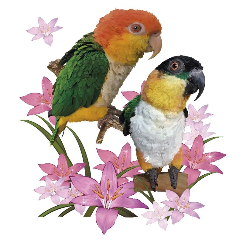 Der orangeköpfige Caique