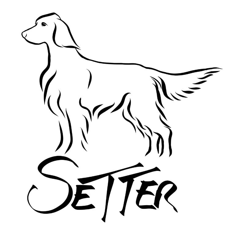 Setter stehend