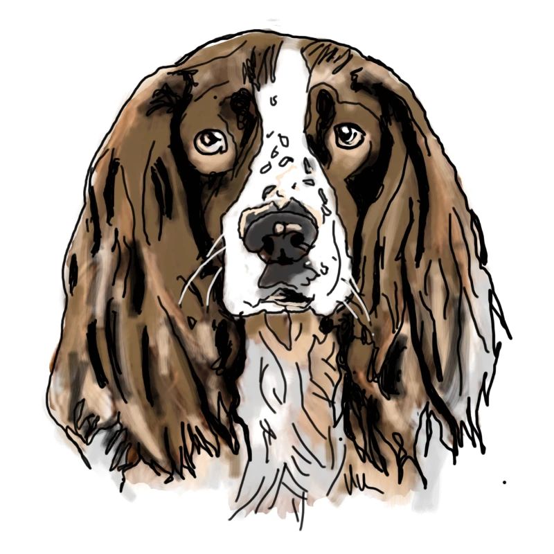 Spaniel