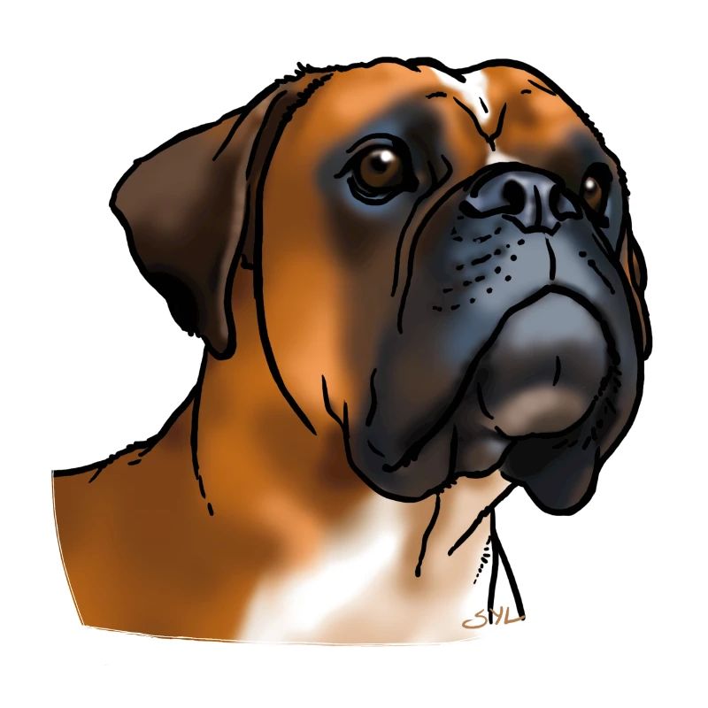 Boxer Hundekopf