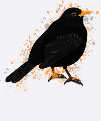 Amsel Vogel Vogelfreund Vogelbeobachter