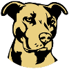 Pitbull zweifarbig - Hund Kampfhund