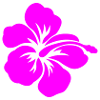 Hibiskus