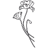 Flora and Fauna - Poppy