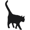 black cat