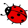 Ladybug