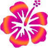 Hibiscus Pink